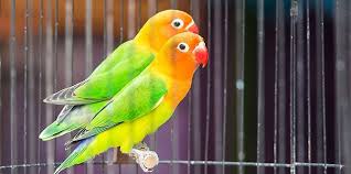 Check spelling or type a new query. 10 Cara Ternak Lovebird Koloni Yang Benar Agar Cepat Bertelur Merdeka Com