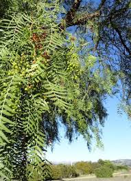 Image result for Schinus molle