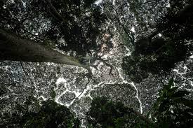 Image result for Chrysophyllum gorungosanum