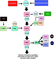These events include the duplication of its dna (dna replication) and some of its organelles, and subsequently the partitioning of its cytoplasm and other components into two daughter cells in a process called cell division. Phytohormones In Regulation Of The Cell Division And Endoreduplication Process In The Plant Cell Cycle Rsc Advances Rsc Publishing