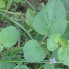 Image result for Boerhavia repens