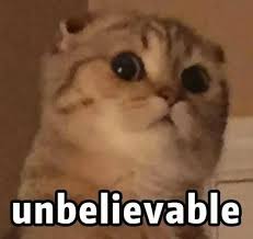 Dave Please Cute Cat Memes Kittens Funny Funny Cat Faces