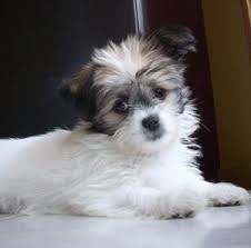 Find chihuahua in dogs & puppies for rehoming | find dogs and puppies locally for sale or adoption in edmonton : Shichi Shichis Chihuahua Shih Tzu Hybrid Funny Dog Faces Shih Tzu Puppies