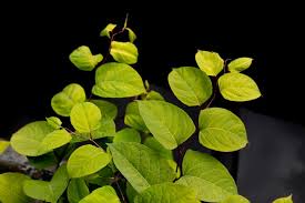 We did not find results for: Japanse Bladvlo Moet Japanse Duizendknoop In Amsterdam Bestrijden Het Parool