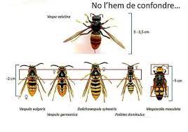 Confusións posibles vespa velutina nigritorax vespa crabro. Ambiente Ondas3 Reflexao Vespa Asiatica Declarada Inimiga Publica