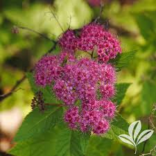Image result for Spiraea bumalda