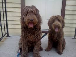 They are great for a fun play time at the park or snuggling up on the couch. Dog Breeders In Minnesota Puppies For Sale In Minnesota