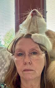 My orange Cat is a Little Shit