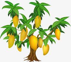 Mango Mango Tree Tree Drawing Mango Tree Images