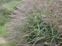 Image result for Melinis tenuissima