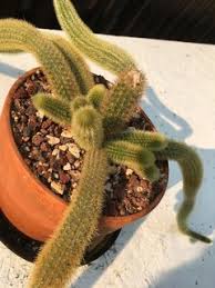 Same with the petri dish, so i left things alone and i made a mistake. Help My Cactus Is Falling Over
