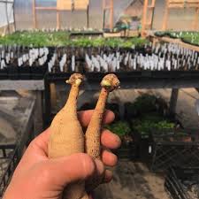 Dahlia tubers can be planted directly into the garden when the danger of frost has passed. Growing Dahlias Guide East Of Eden Flower Farm