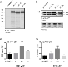 Mt5 Mmp Controls App And B Ctf C99 Metabolism Through Proteolytic Dependent And Independent Mechanisms Relevant For Alzheimer S Disease Biorxiv