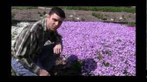 How To Grow And Care For Phlox Video - Youtube
