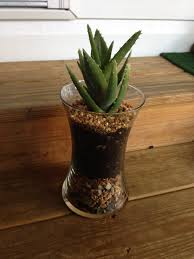 Aloe Plant In Vase With Stones Aloe Plant Indoor Plants House Plants