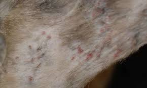Image result for Feline Miliary Dermatitis