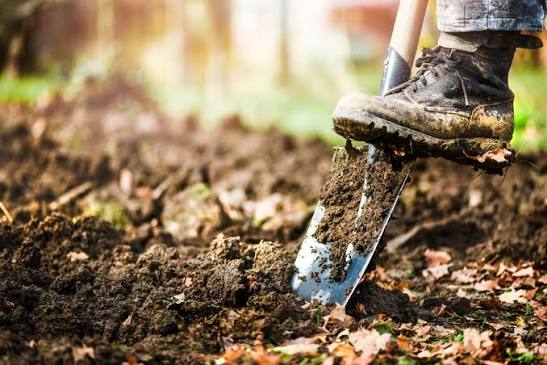 Dig or no-dig? Our experts share their advice