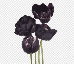 A well thought and ambitious branch opening marked the presence of black tulip in 2016 at ruwais, oman. The Black Tulip Flower Four Black Tulip Purple Black Hair Violet Png Pngwing