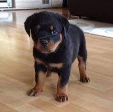 They have there first round of vaccination, declawed and. Rottweiler Puppies Pets And Animals For Sale Texas