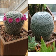 If you want to grow a cactus to their full size, it may take many years. Cactus Growth This Side By Side Represents Cactus Growth Over One Year Cacti And Succulents Cactus Succulents