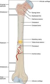 Step solid ap214 (.step), iges 5.3 nurbs (.iges). Help Bill Bioprinting Skin Muscle And Bone Activity Teachengineering