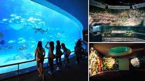 Mote aquarium is your gateway to the ocean, featuring hundreds of marine animal species and windows into mote marine laboratory, where real scientific research happens. National Museum Of Marine Biology And Aquarium Exhibition And Display Description