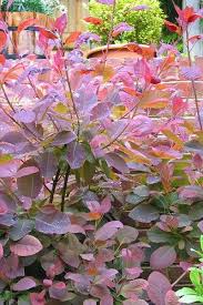 Direct to your property combined with specialist knowledge and outstanding service. Buy Grace Smoke Tree Cotinus Coggygria For Sale Online From Wilson Bros Gardens Smoke Tree Tree Large Plants