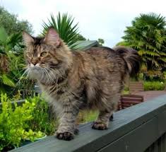 Maine coon cats are known for their size, intelligence and gentle, playful personalities which the maine coon will be happiest as part of a family who will love it and play with it. Rebelpawz Maine Coons Home