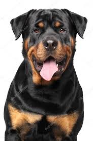 I have owned several rottweiler's and i obtained my first one in 1991. Stockfotos Rottweiler Bilder Stockfotografie Rottweiler Lizenzfreie Fotos Depositphotos