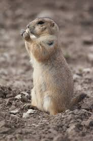 Image result for Cynomys gunnisoni obrázek