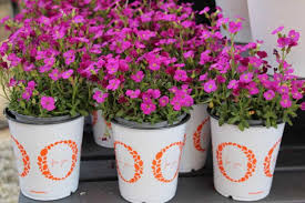 Check spelling or type a new query. 16 New Shrubs And Flowering Perennials For Your 2020 Crop Mix Greenhouse Grower
