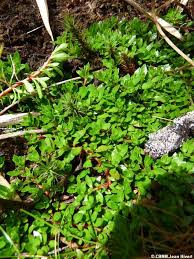 Image result for Laurembergia