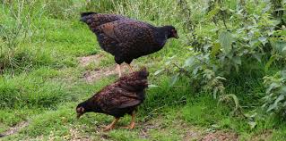 Some breeds are louder than others. Why Do Hens Squawk And Cluck After Laying Eggs Cluckin