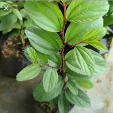 Antibakterial tahukah anda jika daun bidara ini mengandung suatu senyawa antibakterial yang berfungsi untuk mengatasi beberapa jenis gangguan kesehatan yang diakibatkan oleh bakteri dan virus. Harga Pohon Bidara Arab Terbaik Taman Perlengkapan Rumah Mei 2021 Shopee Indonesia