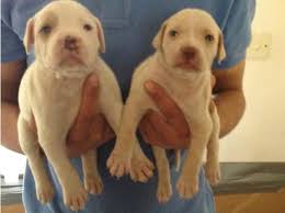 I have some american bandogge mastiff puppies, 620 842 2775. American Bandogge Mastiff Pups Registered With 4 Weeks Free Ins In Uxbridge Ub10 On Freeads Classifieds American Bulldogs Classifieds