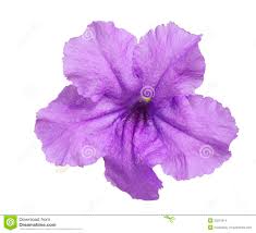 Image result for flowers against white background
