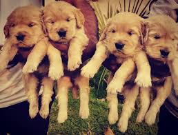 golden retriever puppies retriever puppy golden retriever puppies