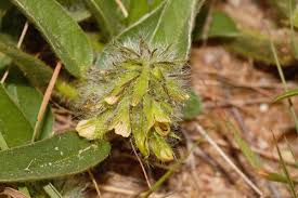 Image result for Crotalaria anthyllopsis