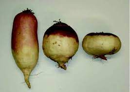 Forage turnips forage turnips, also called stubble turnips, fall turnips, white turnips or dutch turnips, produce a thick mass of bushy tops and large white roots. Swedes And Turnips Springerlink