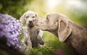Great new birthday gif images! Wallpaper Dogs Flowers Baby Puppy Bokeh A Mother S Love The Weimaraner Weimar Pointer Images For Desktop Section Sobaki Download