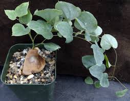 Image result for Dioscorea hirtiflora