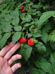 Image result for Rubus rosifolius