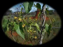 Image result for Pentarrhinum insipidum