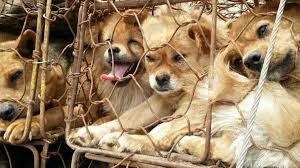 Yulin Fest Gaia Dergi