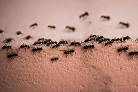 Indoor ant colonies can be eliminated with baits; How To Get Rid Of Ants In The House