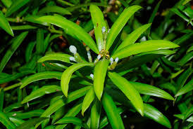 Image result for Podocarpus latifolius