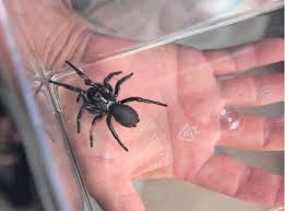 Funnel Web Spiders Spreading In Australia Greymouth Star