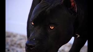 Both male and female pit bull puppies for sale and pitbulls for sale are registered with akc and they are all well trained and with good tempraments. Black Pitbull Yellow Eyes Youtube