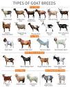 iShamba - Goat breeds 🐐 📸 Breeds List | Facebook