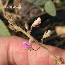 Image result for Desmodium scorpiurus